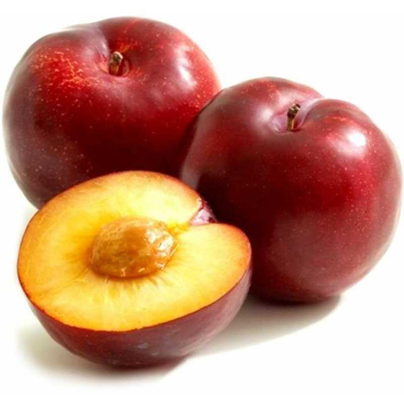 Слива красная  ЮАР  - интернет-магазин Близнецы