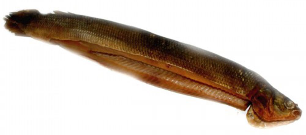 Рыба Чир (балык) х к  РИФ  ''кг  - интернет-магазин Близнецы