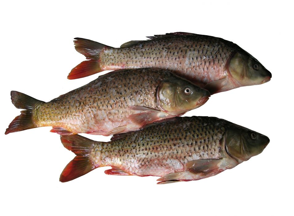 охл Рыба Карп Очищенный  - интернет-магазин Близнецы